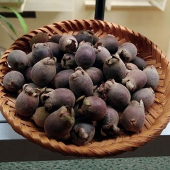 sim-rung-kho-ngam-ruou